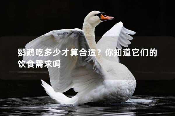 鹦鹉吃多少才算合适？你知道它们的饮食需求吗