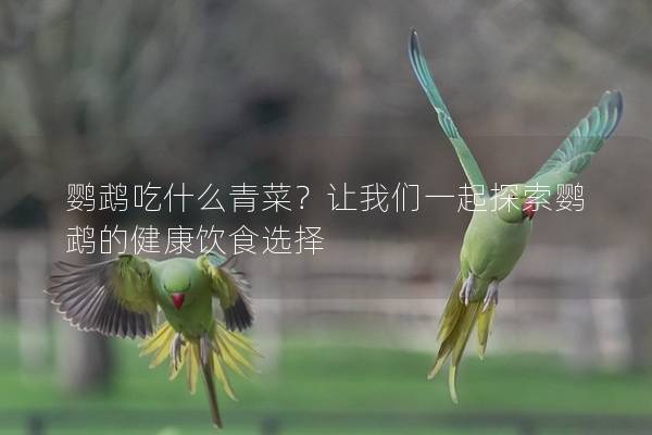 鹦鹉吃什么青菜？让我们一起探索鹦鹉的健康饮食选择