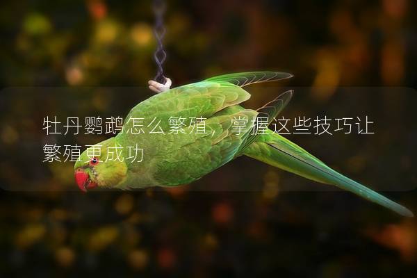 牡丹鹦鹉怎么繁殖，掌握这些技巧让繁殖更成功