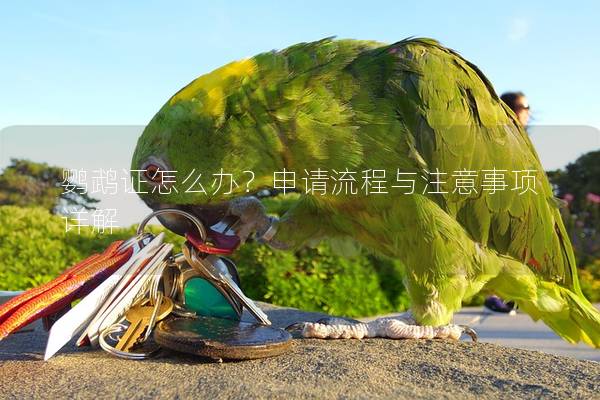 鹦鹉证怎么办？申请流程与注意事项详解