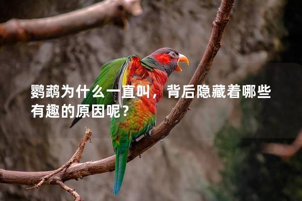 鹦鹉为什么一直叫，背后隐藏着哪些有趣的原因呢？