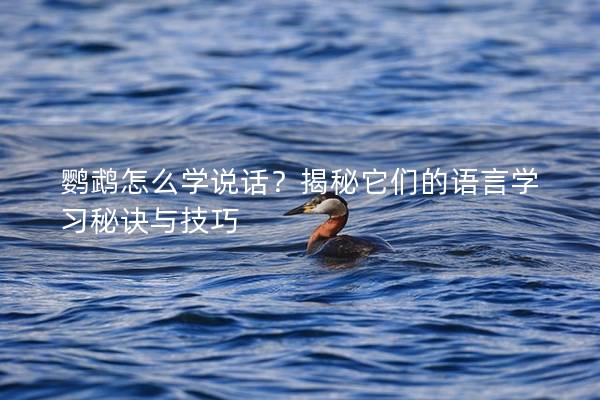 鹦鹉怎么学说话？揭秘它们的语言学习秘诀与技巧