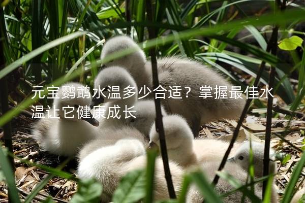 元宝鹦鹉水温多少合适？掌握最佳水温让它健康成长