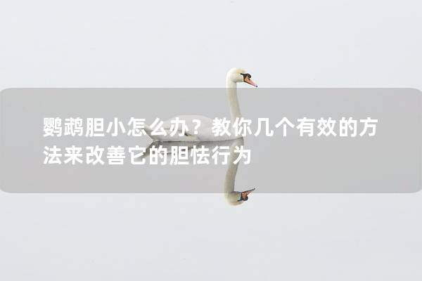鹦鹉胆小怎么办？教你几个有效的方法来改善它的胆怯行为