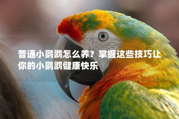 普通小鹦鹉怎么养？掌握这些技巧让你的小鹦鹉健康快乐