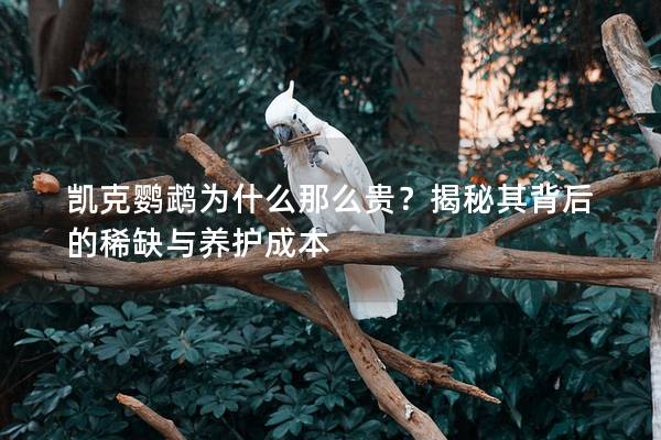 凯克鹦鹉为什么那么贵？揭秘其背后的稀缺与养护成本