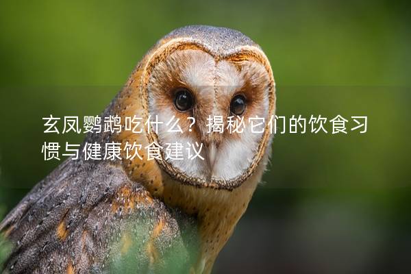 玄凤鹦鹉吃什么？揭秘它们的饮食习惯与健康饮食建议