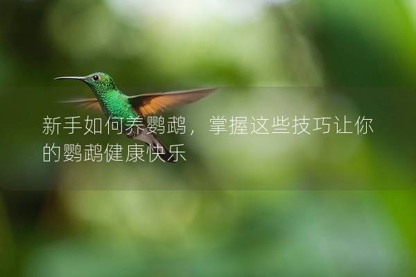 新手如何养鹦鹉，掌握这些技巧让你的鹦鹉健康快乐