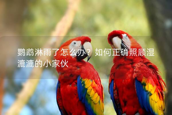 鹦鹉淋雨了怎么办？如何正确照顾湿漉漉的小家伙