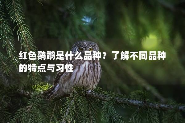红色鹦鹉是什么品种？了解不同品种的特点与习性