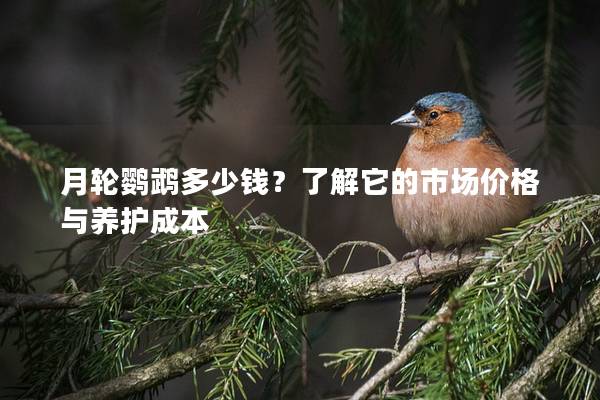 月轮鹦鹉多少钱？了解它的市场价格与养护成本