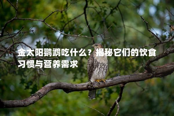 金太阳鹦鹉吃什么？揭秘它们的饮食习惯与营养需求