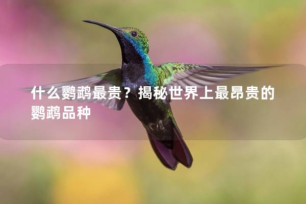 什么鹦鹉最贵？揭秘世界上最昂贵的鹦鹉品种