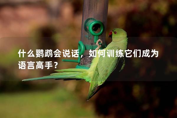 什么鹦鹉会说话，如何训练它们成为语言高手？