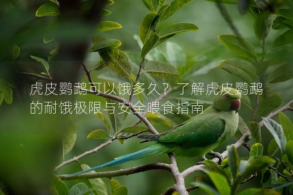 虎皮鹦鹉可以饿多久？了解虎皮鹦鹉的耐饿极限与安全喂食指南