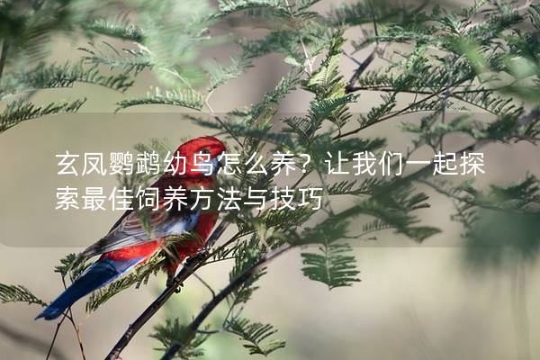 玄凤鹦鹉幼鸟怎么养？让我们一起探索最佳饲养方法与技巧