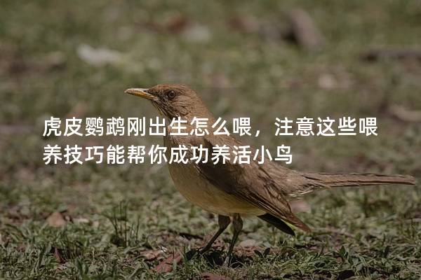 虎皮鹦鹉刚出生怎么喂，注意这些喂养技巧能帮你成功养活小鸟