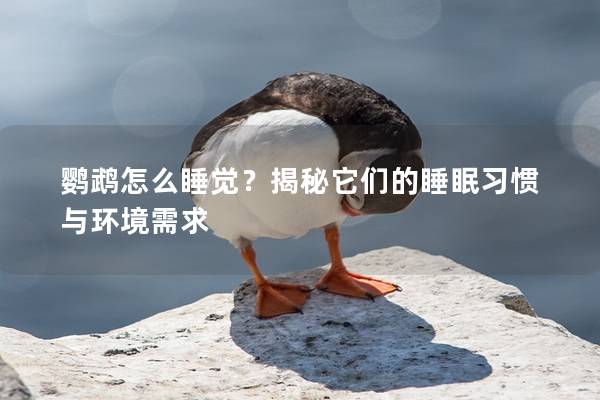 鹦鹉怎么睡觉？揭秘它们的睡眠习惯与环境需求