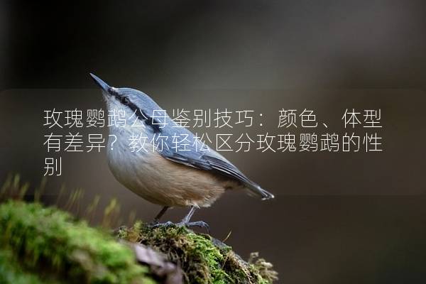玫瑰鹦鹉公母鉴别技巧：颜色、体型有差异？教你轻松区分玫瑰鹦鹉的性别