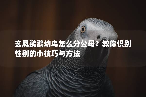 玄凤鹦鹉幼鸟怎么分公母？教你识别性别的小技巧与方法