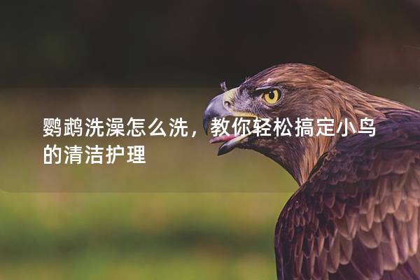 鹦鹉洗澡怎么洗，教你轻松搞定小鸟的清洁护理