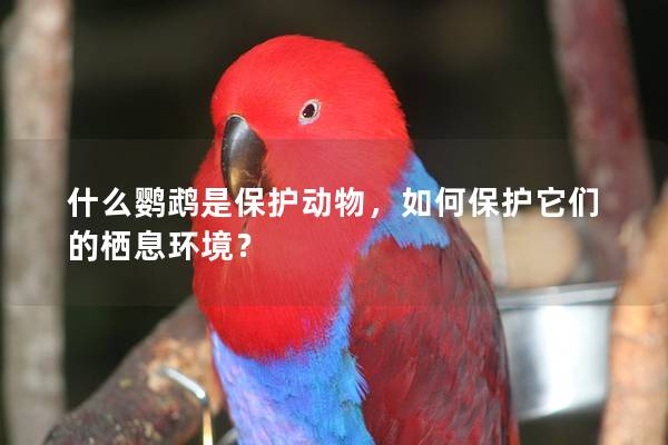 什么鹦鹉是保护动物，如何保护它们的栖息环境？