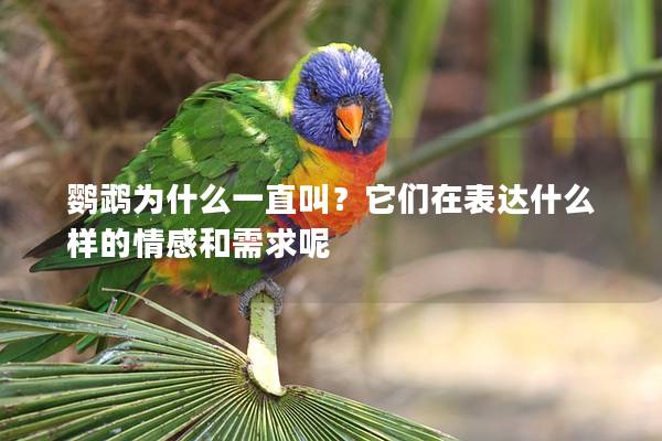 鹦鹉为什么一直叫？它们在表达什么样的情感和需求呢