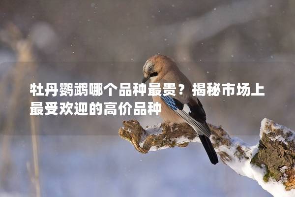 牡丹鹦鹉哪个品种最贵？揭秘市场上最受欢迎的高价品种