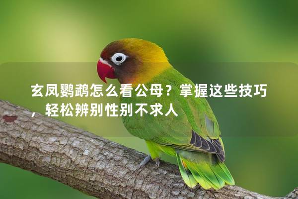 玄凤鹦鹉怎么看公母？掌握这些技巧，轻松辨别性别不求人