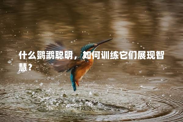 什么鹦鹉聪明，如何训练它们展现智慧？