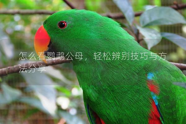 怎么看鹦鹉公母，轻松辨别技巧与方法分享