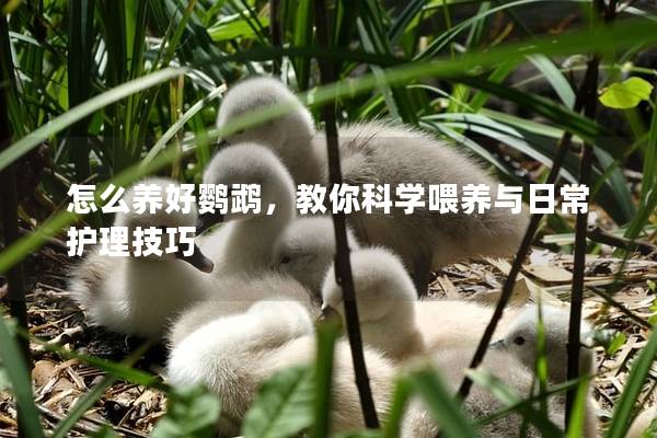 怎么养好鹦鹉，教你科学喂养与日常护理技巧