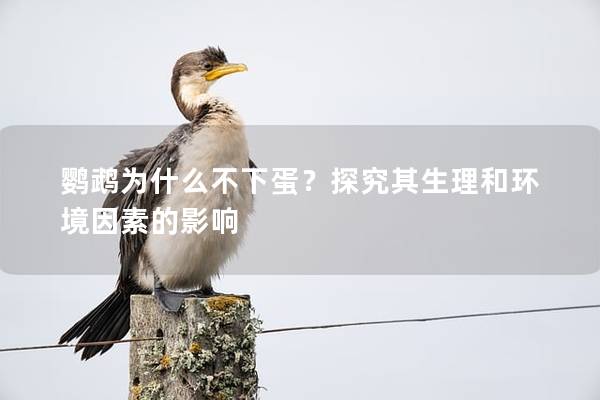 鹦鹉为什么不下蛋？探究其生理和环境因素的影响