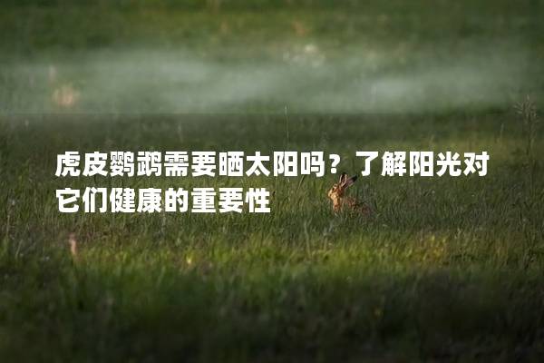 虎皮鹦鹉需要晒太阳吗？了解阳光对它们健康的重要性