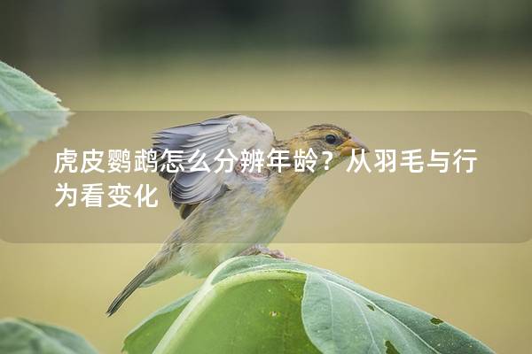虎皮鹦鹉怎么分辨年龄？从羽毛与行为看变化
