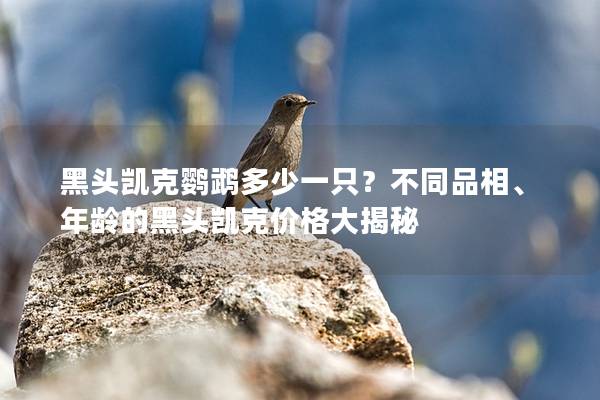 黑头凯克鹦鹉多少一只？不同品相、年龄的黑头凯克价格大揭秘