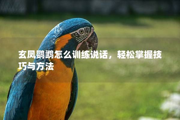 玄凤鹦鹉怎么训练说话，轻松掌握技巧与方法