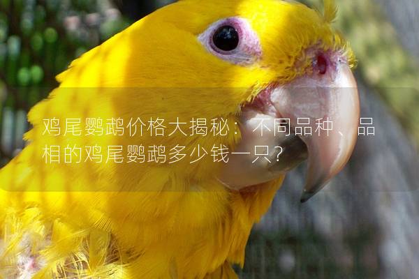 鸡尾鹦鹉价格大揭秘：不同品种、品相的鸡尾鹦鹉多少钱一只？