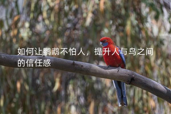 如何让鹦鹉不怕人，提升人与鸟之间的信任感