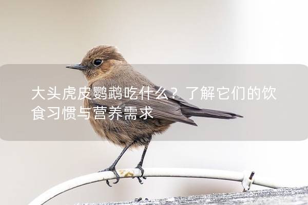 大头虎皮鹦鹉吃什么？了解它们的饮食习惯与营养需求
