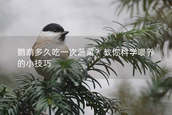 鹦鹉多久吃一次蔬菜？教你科学喂养的小技巧