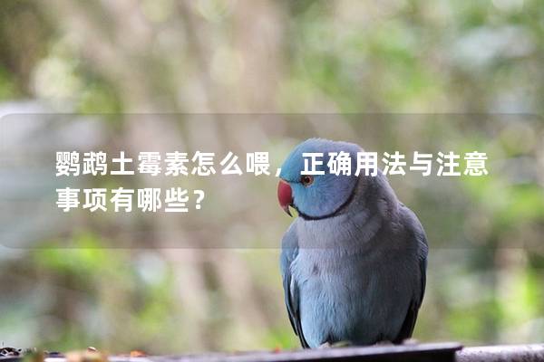 鹦鹉土霉素怎么喂，正确用法与注意事项有哪些？