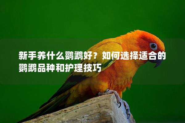 新手养什么鹦鹉好？如何选择适合的鹦鹉品种和护理技巧