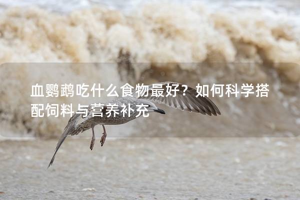 血鹦鹉吃什么食物最好？如何科学搭配饲料与营养补充