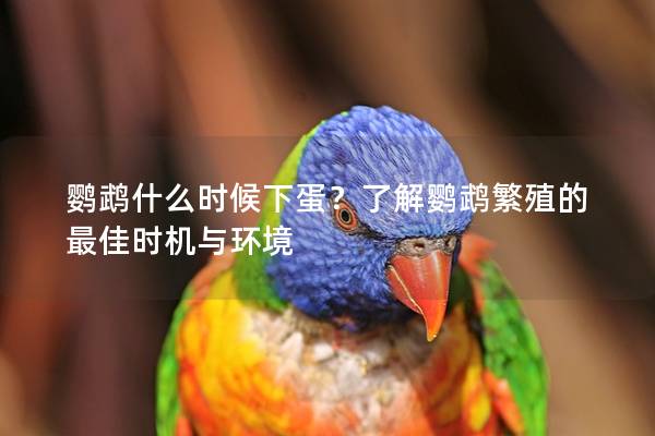 鹦鹉什么时候下蛋？了解鹦鹉繁殖的最佳时机与环境