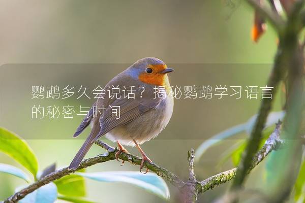 鹦鹉多久会说话？揭秘鹦鹉学习语言的秘密与时间