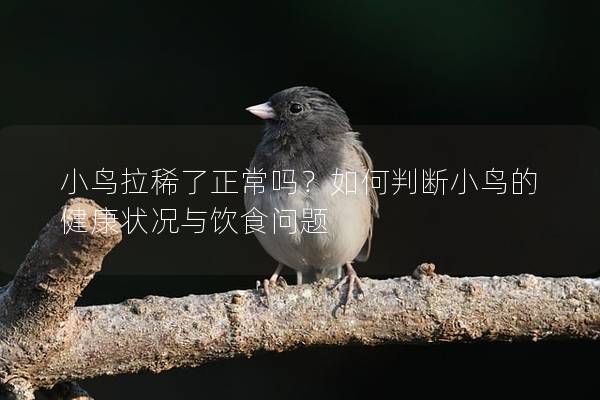 小鸟拉稀了正常吗？如何判断小鸟的健康状况与饮食问题