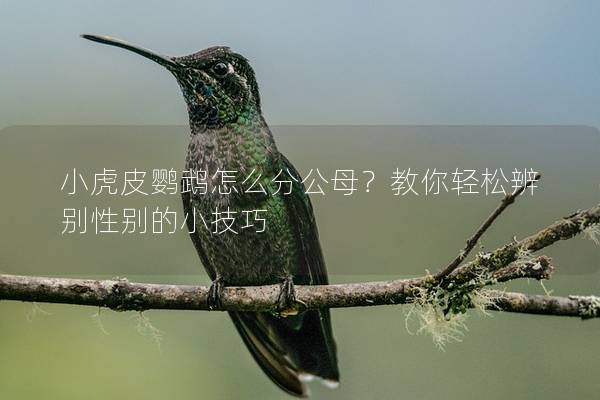 小虎皮鹦鹉怎么分公母？教你轻松辨别性别的小技巧
