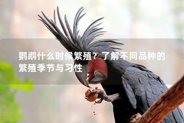鹦鹉什么时候繁殖？了解不同品种的繁殖季节与习性