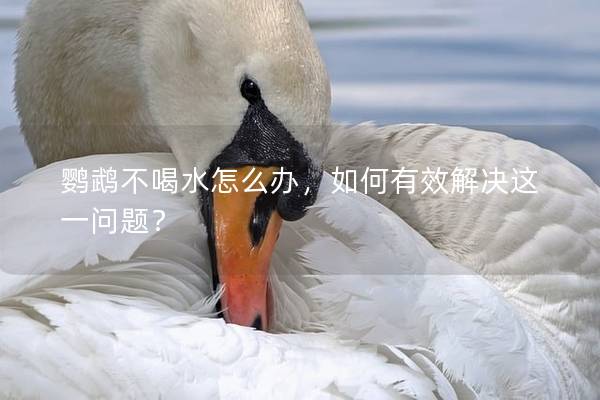 鹦鹉不喝水怎么办，如何有效解决这一问题？
